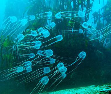 Hvem kalder australierne havet osoy? Især farlige vandmænd af australske farvande