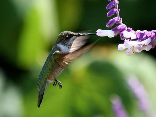 kolibri i Udmurtia