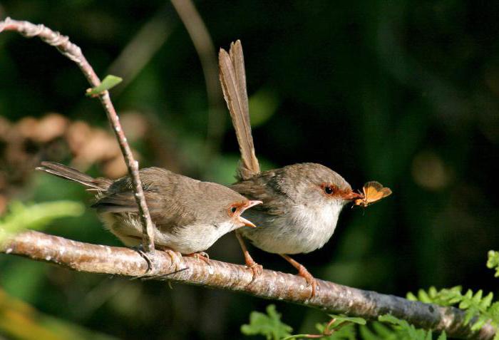 Wren - en fugl med en sonorøs stemme. Udseende og opførsel af krybenet