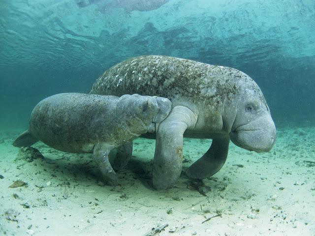 Manatee - godmodig havsko