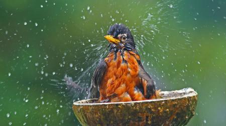 Robin er en fjederfugl