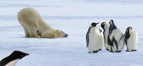 Bjørn og pingvin. Hvorfor spiser en isbjørn ikke pingviner?