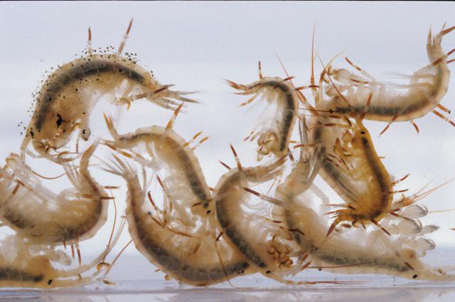 Marine loppe (krebsdyr-amphipods, gammarus): billede, beskrivelse. Hvad gemmer sandet under dine fødder