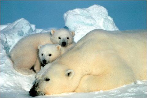 "Russiske arktiske" nationalpark i arkhangelskregionen