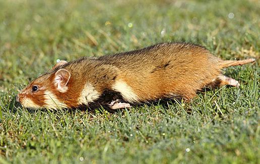 almindeligt hamsterfoto