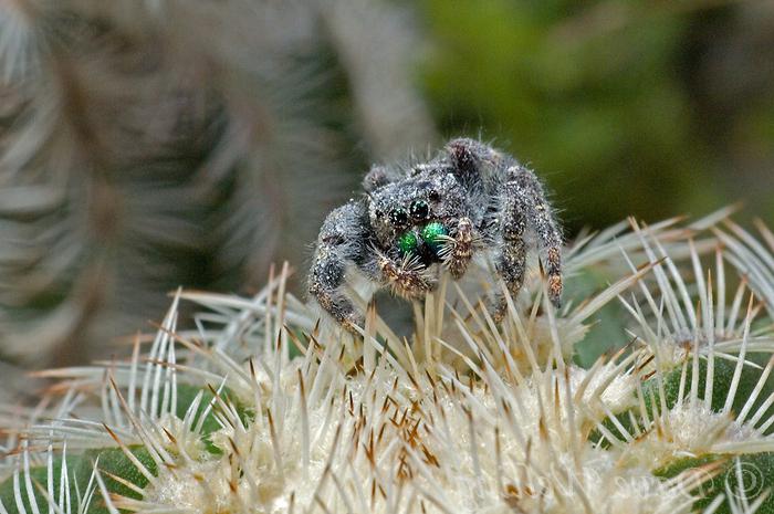 Spider skakunchik interessante fakta