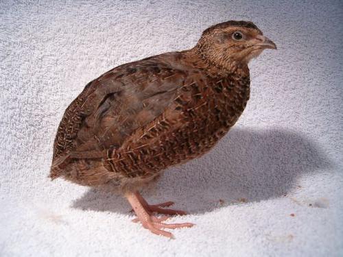 Quail. Art af vagtler