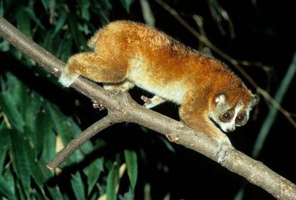 Halv-naboer af familien Loriidae: Mammal, Udseende og Habitats egenskaber