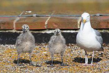 Nestlings af måger er helt forskellige fra deres forældre