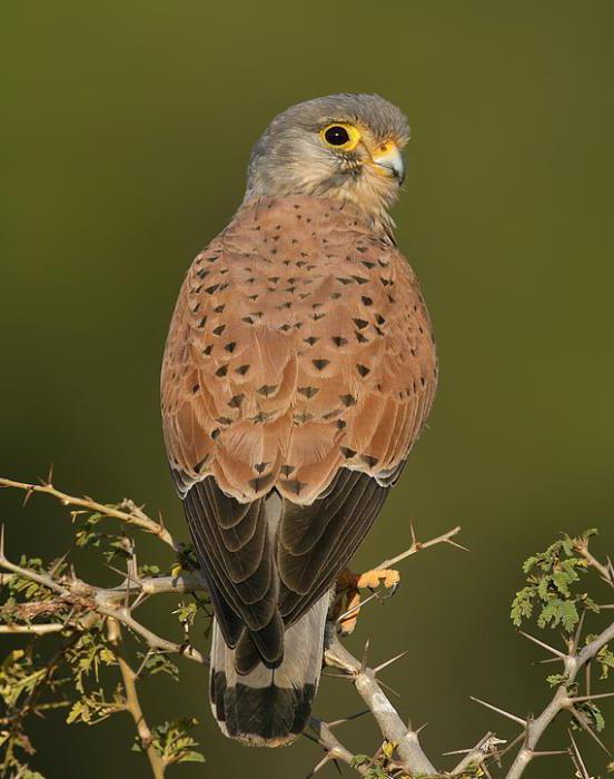 Lesser Kestrel: beskrivelse, habitat og livsstil