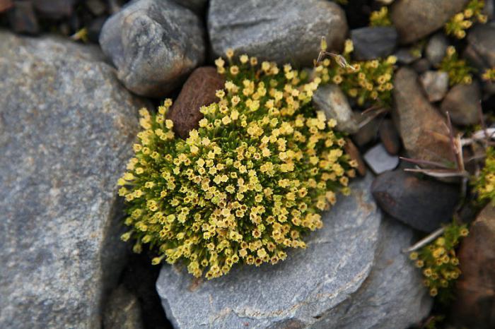 Planter af Antarktis: Overblik og Karakteristika for Antarktis Flora