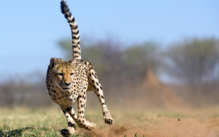 De hurtigste dyr på planeten: et dusin ledere