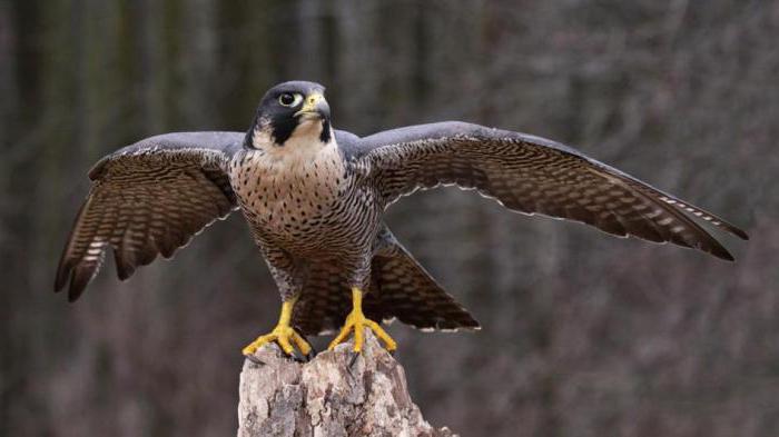 Peregrine Fowl