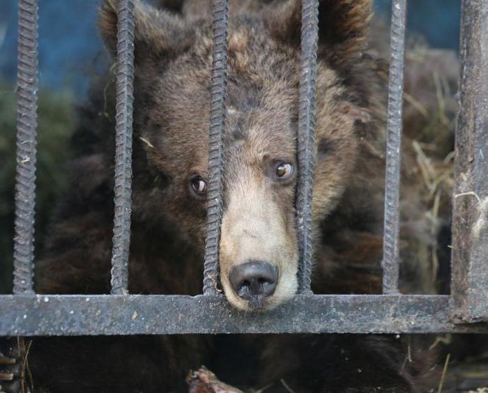 Den største zoo i Rusland. Moskva, Rostov og Novosibirsk zoologiske haver