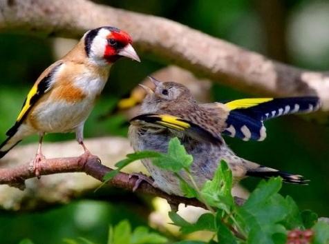 Goldfinch er en sangfugl