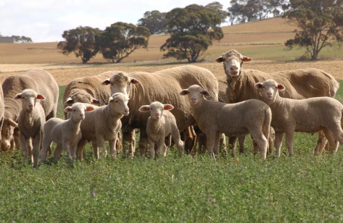 Australien, interessante fakta - de højeste bjerge, den største flod og de farligste dyr i Australien