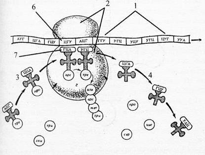 Hvad er et polysom. Strukturen af ​​polysom-prokaryoter og eukaryoter