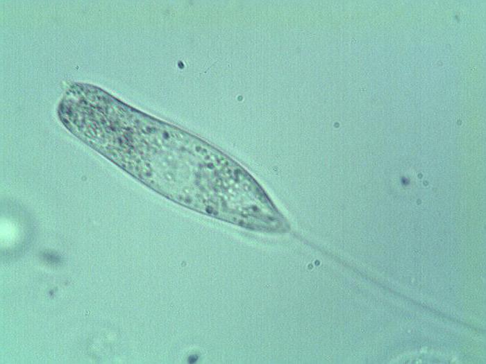 Hvad der er almindeligt i strukturen af ​​det enkleste ifølge biologernes mening