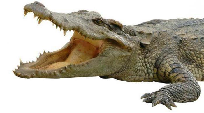 hvorfor krokodiller græder, når de spiser