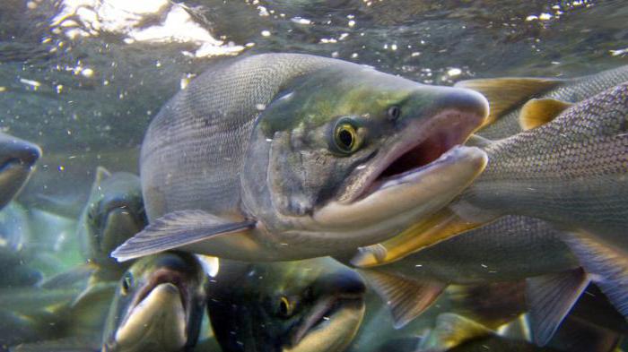 Hvilken slags fisk hukommelse? Lad os forstå!