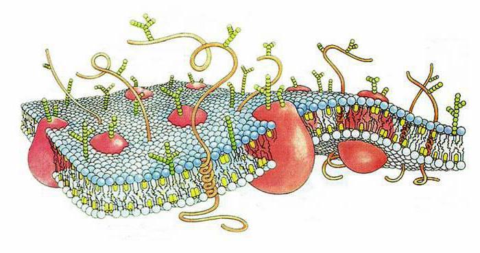 Cell Overflade Device: Struktur og funktioner