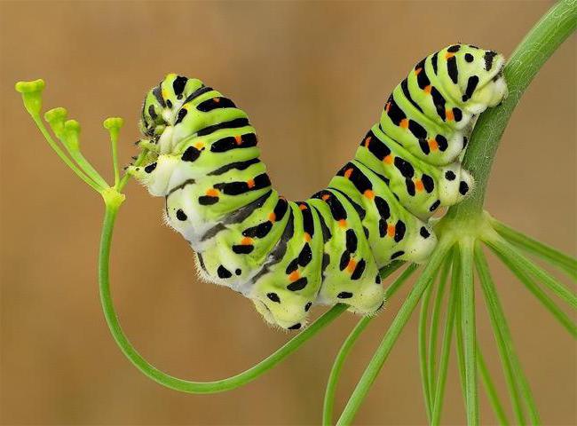 Insekternes rolle i deres natur, deres praktiske betydning for mennesker