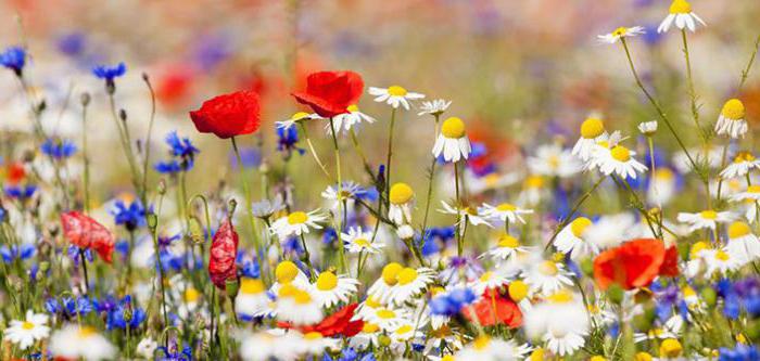 sammensætning skitse blomstrende eng