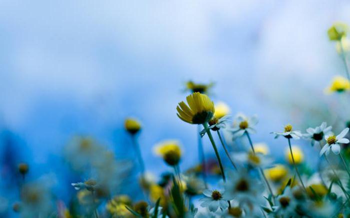 sammensætning på temaet en blomstrende eng