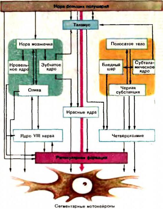 striopallidale system