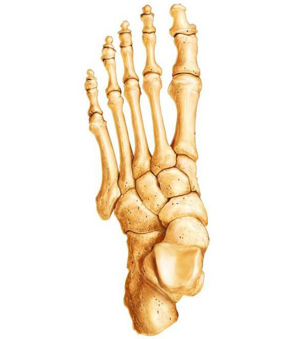 Typer af knogler: form, størrelse, leddets art
