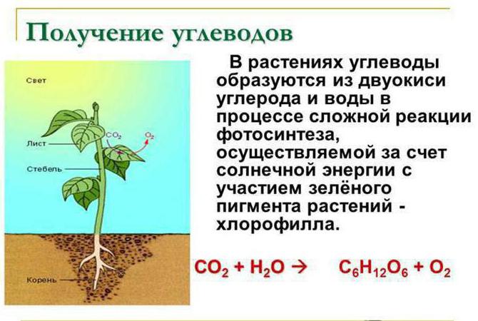 reservere kulhydrat i planteceller