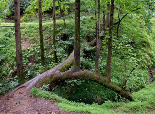 Batumi Botaniske Have