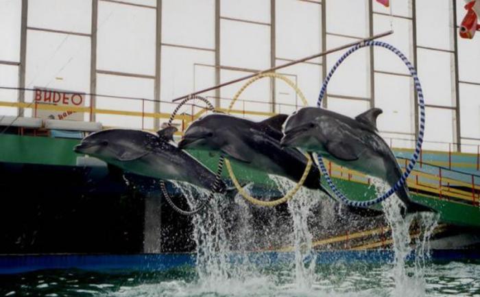 Et vidunderligt sted - et dolphinarium i Evpatoria