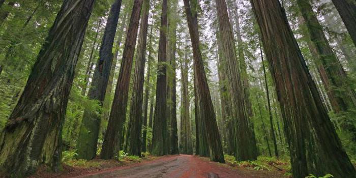 Hvor er Californien? Den geografiske placering, historie og seværdigheder i staten