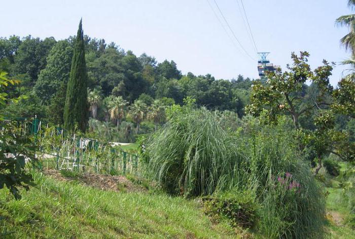 Kørebanen (Sochi, arboretum): anmeldelser af turister