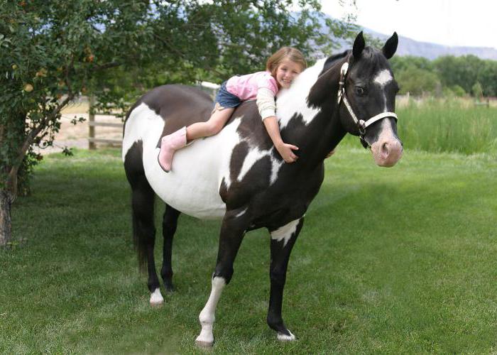 Equestrian Club 