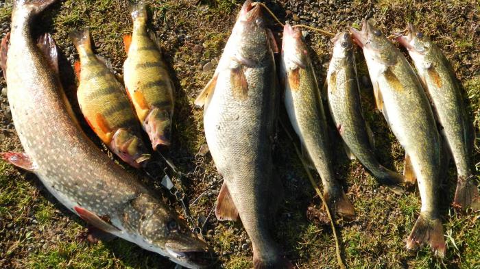 Fange en aborre om foråret på spinding og jigging