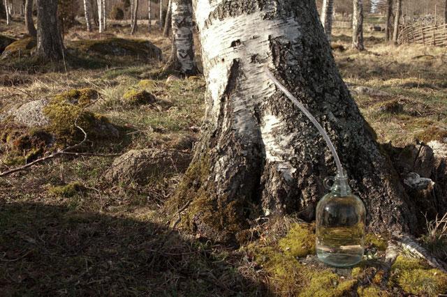 Birch juice: sammensætning, forberedelse, anvendelse