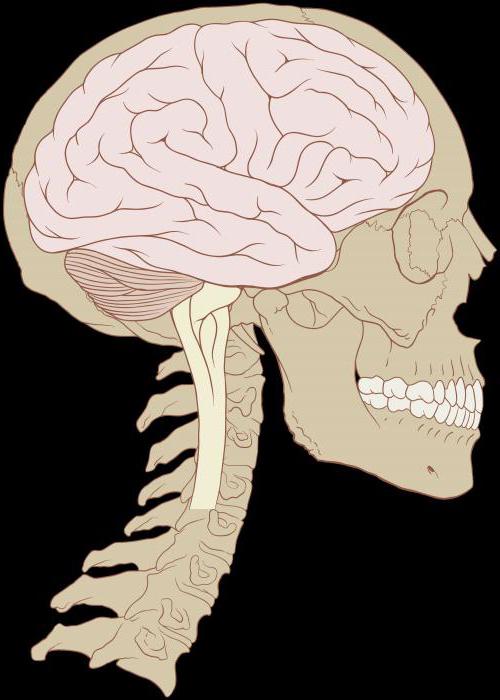 Brain topografi