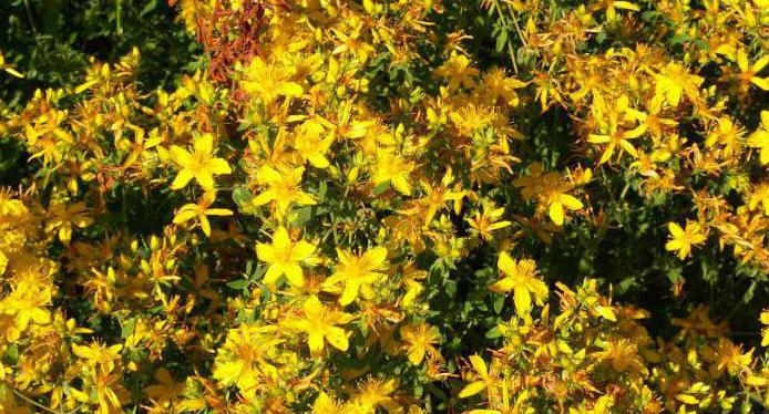 St. John's wort ekstrakt