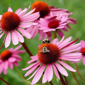 Echinacea. blomster