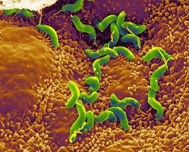 Helicobacter og udryddelsesbehandling