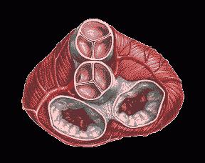 Hjerteventil: Funktioner af den biologiske lås