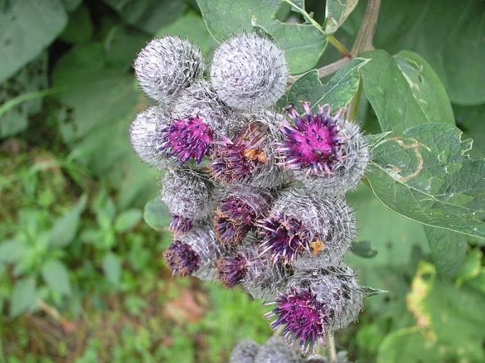 Rødder af burdock for hår: folkemedicin