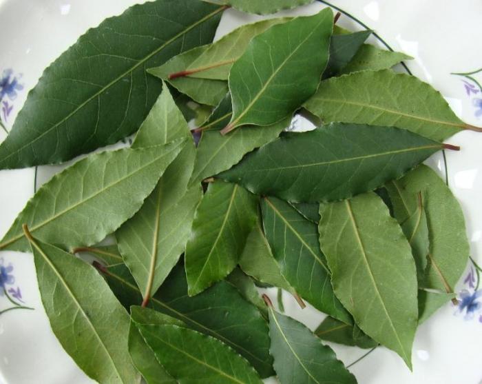 Bay leaf. Fordel og skade på planteproduktet