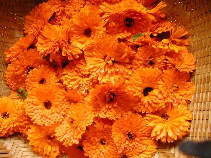 calendula healing egenskaber og kontraindikationer