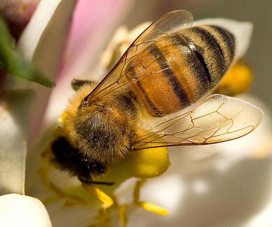 Bee Propolis. Hvad helbreder dette unikke stof?