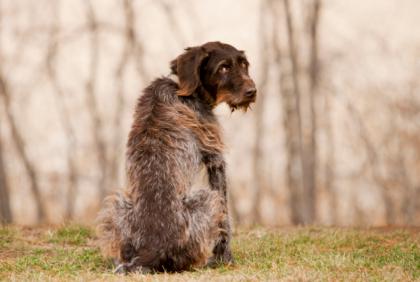 epilepsi hos en hund